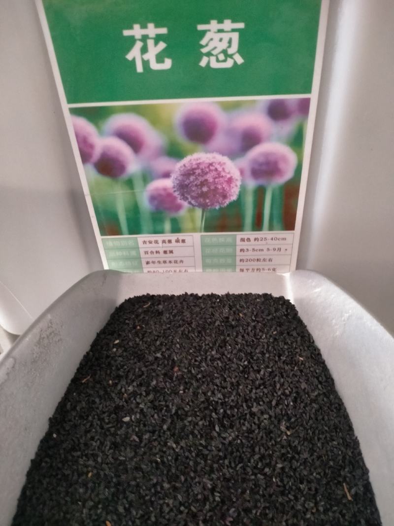 新品荷兰进口大花葱籽室外庭院盆栽紫花种子多年生四季花期长