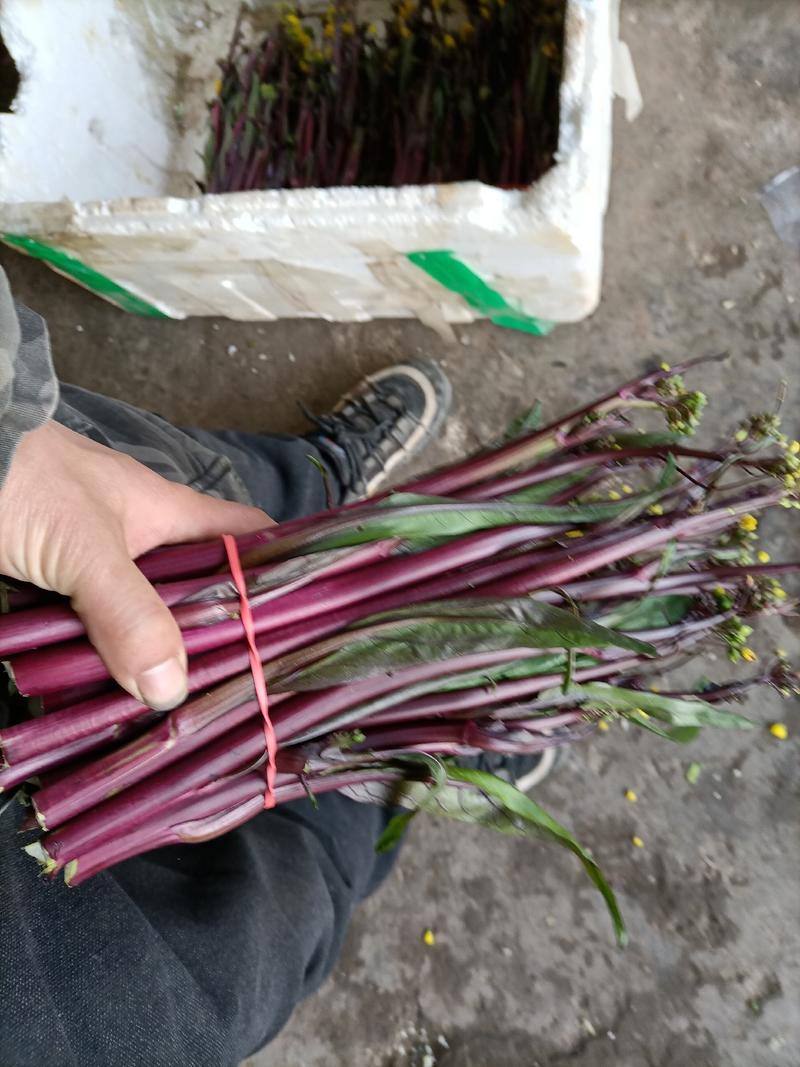 红菜苔威远精品红菜苔，一手货源，提供一条龙服务。