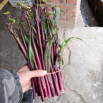 红菜苔威远精品红菜苔，一手货源，提供一条龙服务。