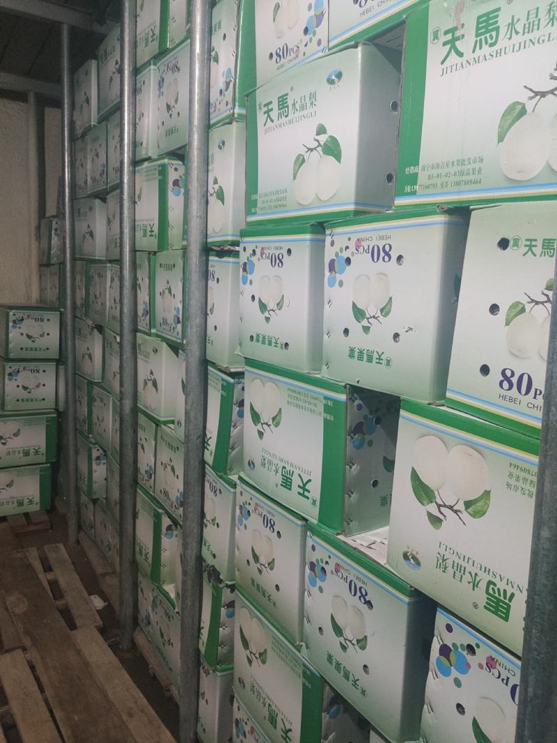 优质高端收购沃吉鲜水晶梨果面干净又细又白产地直销