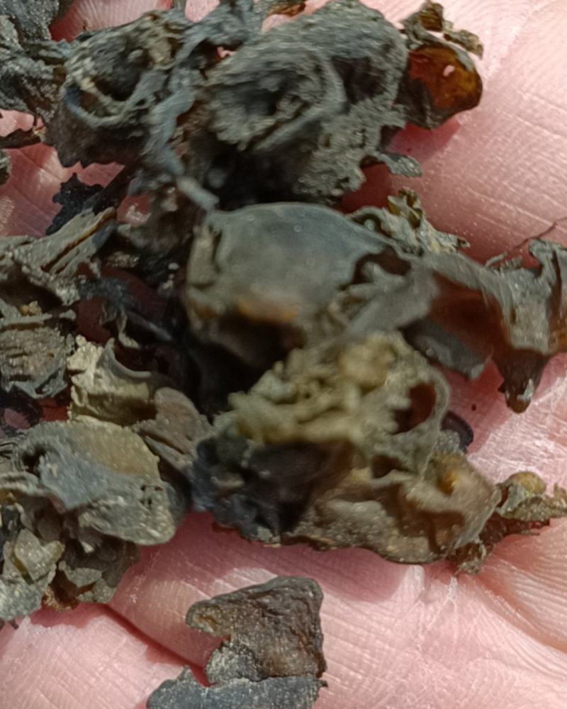宁夏野生菌，俗称地软子，肉皮厚，口感很好