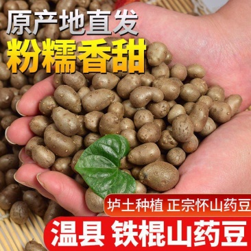 一件代发【正宗铁棍山药豆】新鲜采摘河南焦作温县怀山药蛋豆