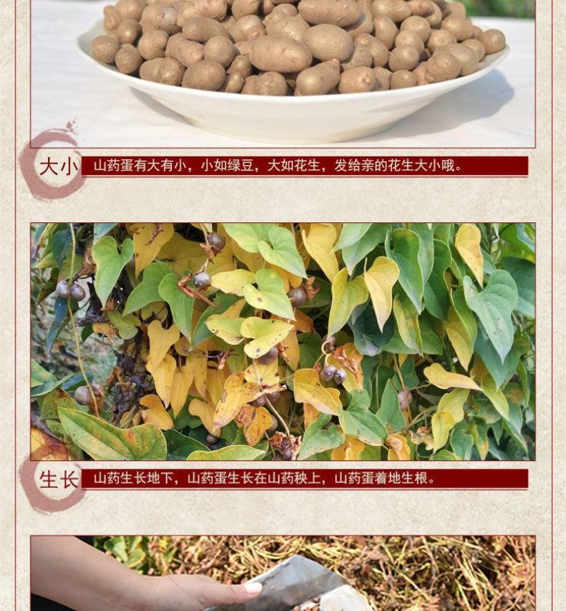 一件代发【正宗铁棍山药豆】新鲜采摘河南焦作温县怀山药蛋豆