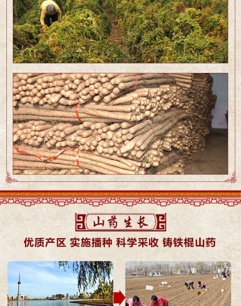 一件代发【正宗铁棍山药豆】新鲜采摘河南焦作温县怀山药蛋豆