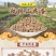 一件代发【正宗铁棍山药豆】新鲜采摘河南焦作温县怀山药蛋豆