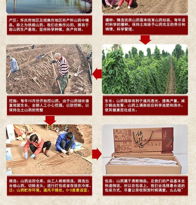 一件代发【正宗铁棍山药豆】新鲜采摘河南焦作温县怀山药蛋豆