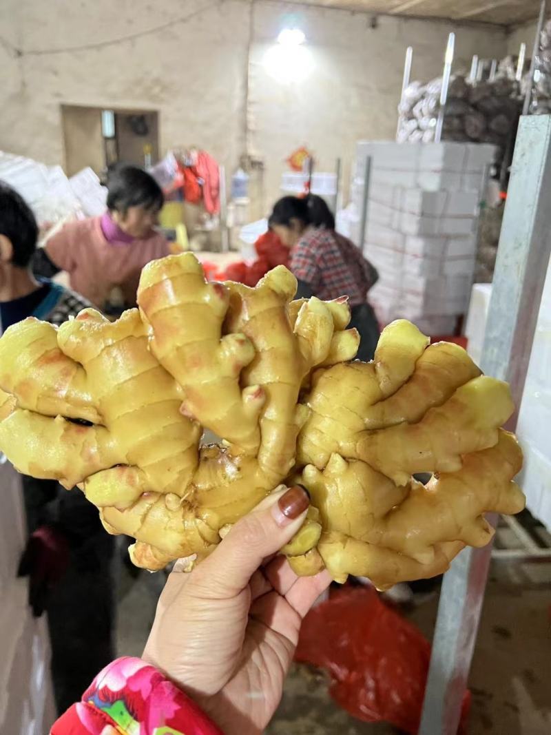 【小黄姜】小黄姜颜色好大块辣味浓厚沙土姜