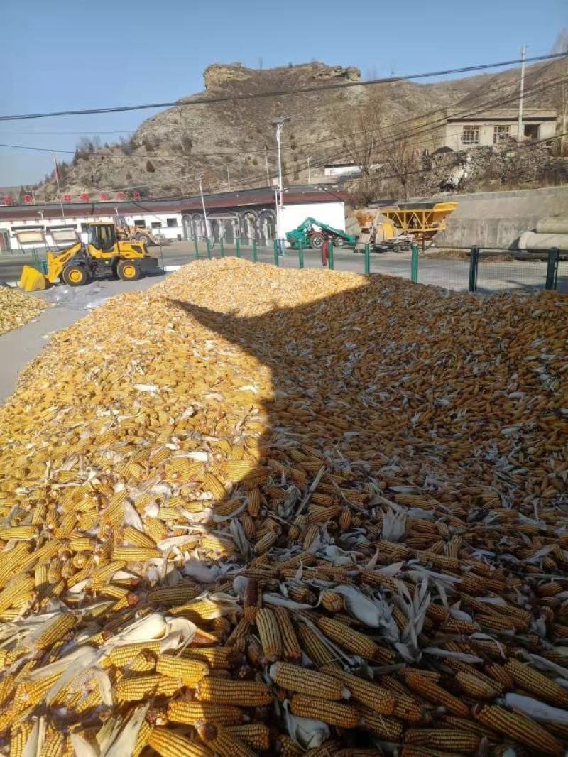 玉米出售