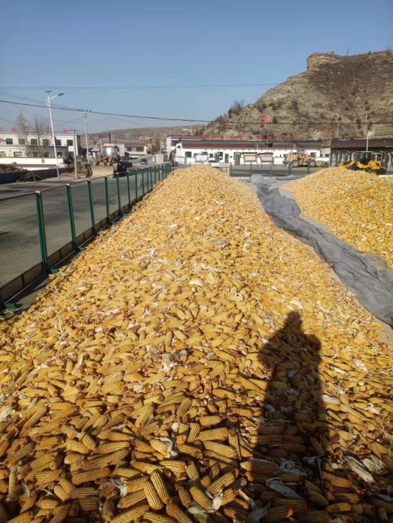 玉米出售