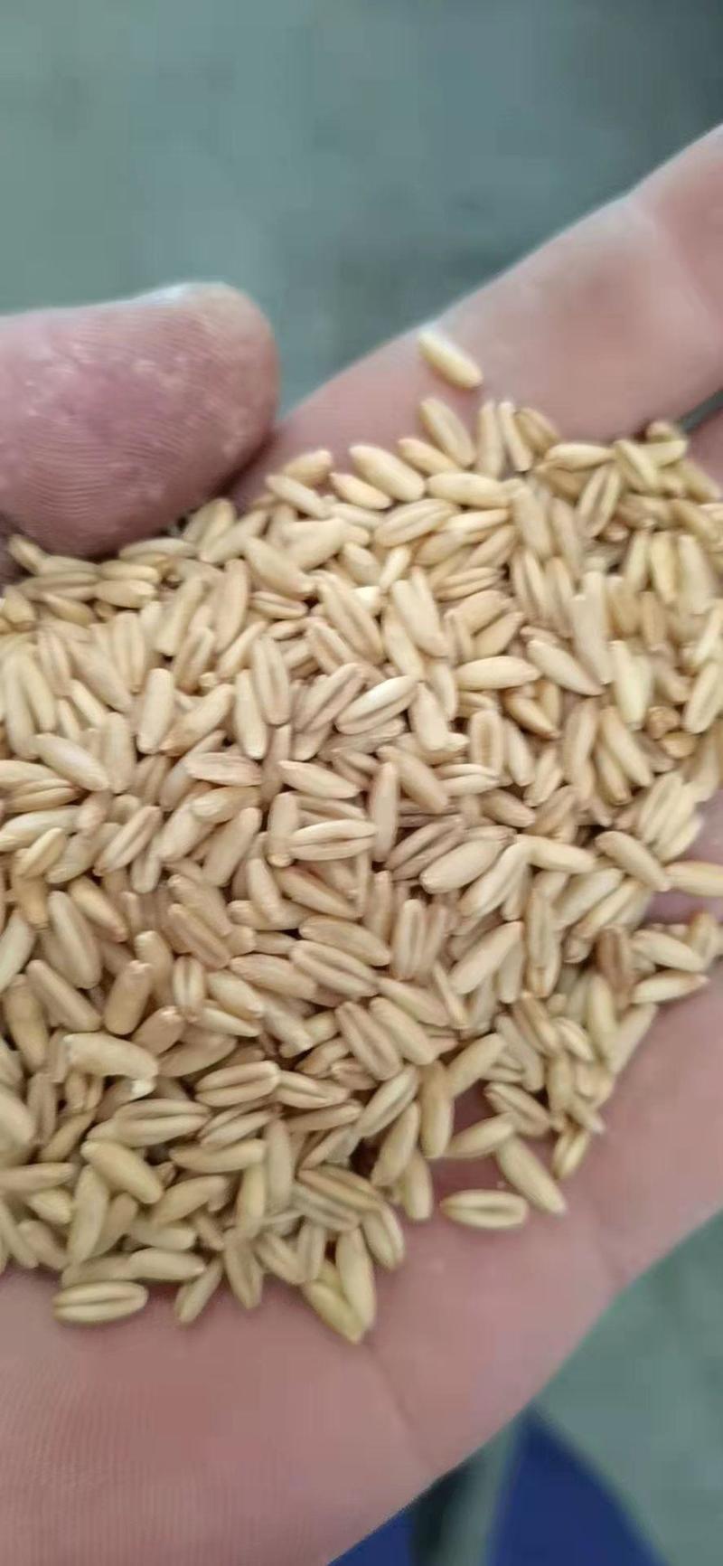 燕麦米。2022年新货，颗粒饱满，国产货，进口货都有