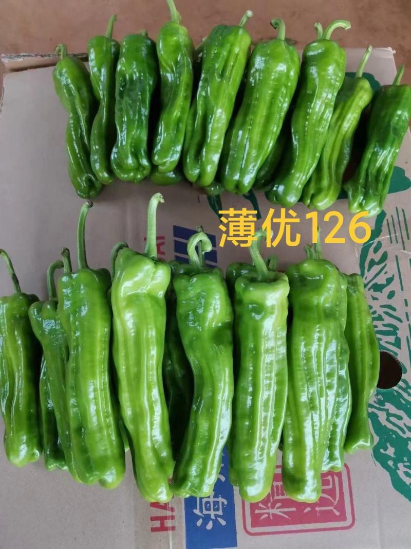 薄优126辣椒种子早熟抗病高产果实粗长果皮翠绿皮薄肉嫩