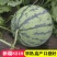 冰糖麒麟8424西瓜种子特大高产四季巨型无籽甜王西瓜种子