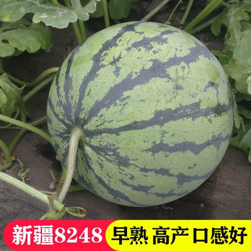 冰糖麒麟8424西瓜种子特大高产四季巨型无籽甜王西瓜种子
