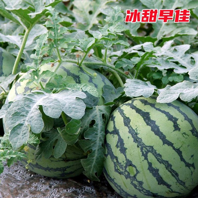 冰糖麒麟8424西瓜种子特大高产四季巨型无籽甜王西瓜种子