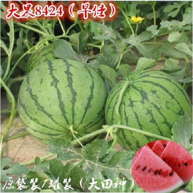 冰糖麒麟8424西瓜种子特大高产四季巨型无籽甜王西瓜种子