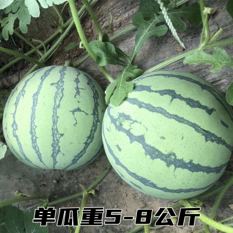冰糖麒麟8424西瓜种子特大高产四季巨型无籽甜王西瓜种子