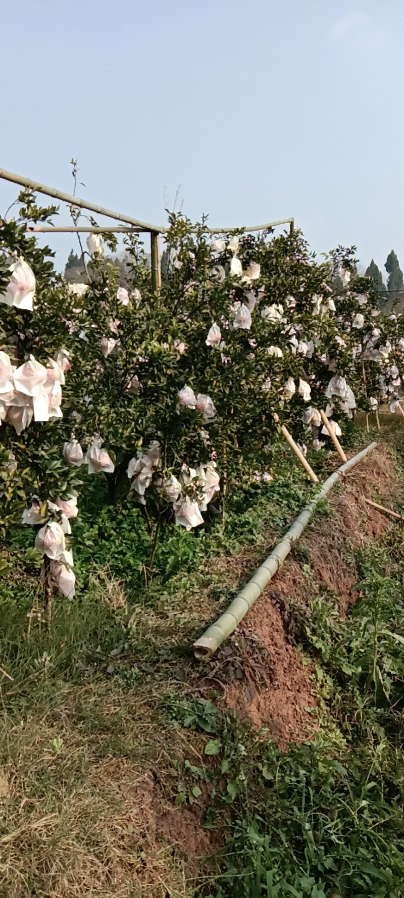 耙耙柑纯甜，化渣