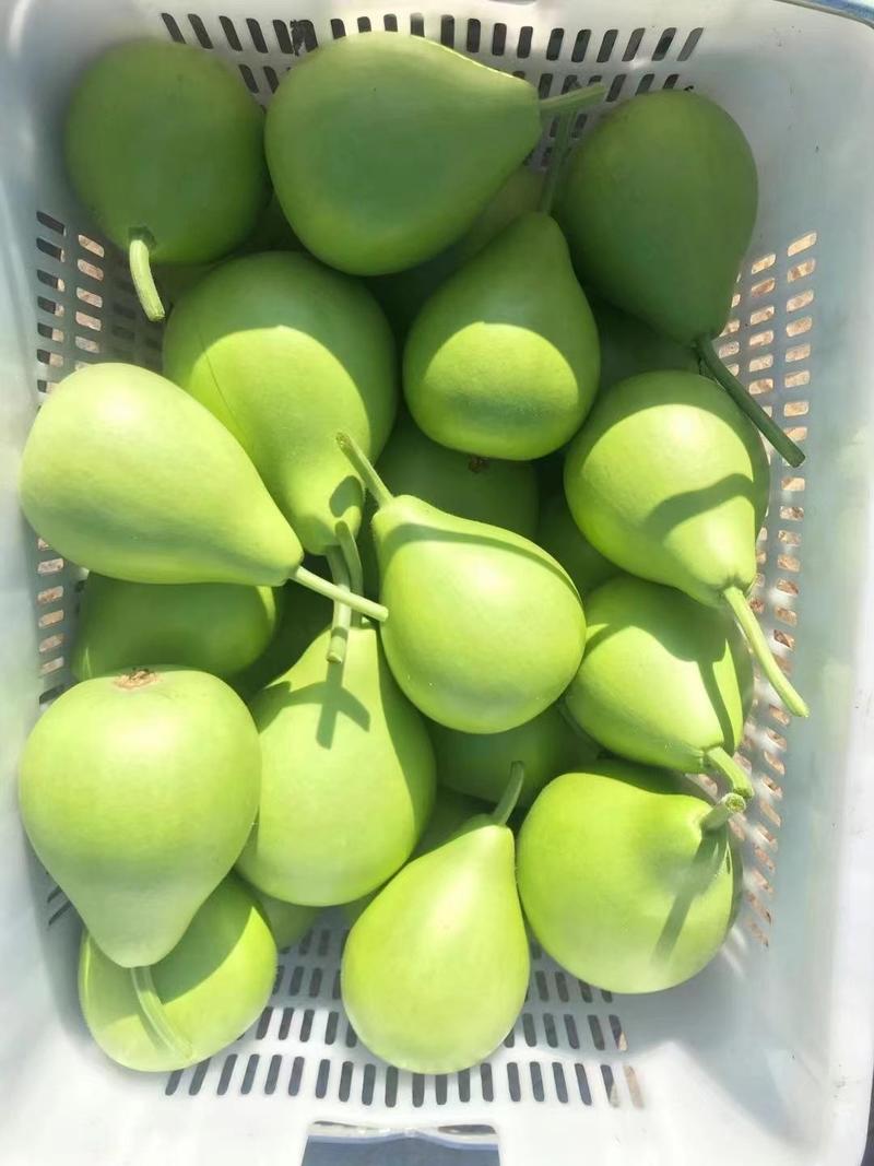 正源圆瓠瓜种子早生抗病较耐热较耐寒油青翠绿色质优味甜