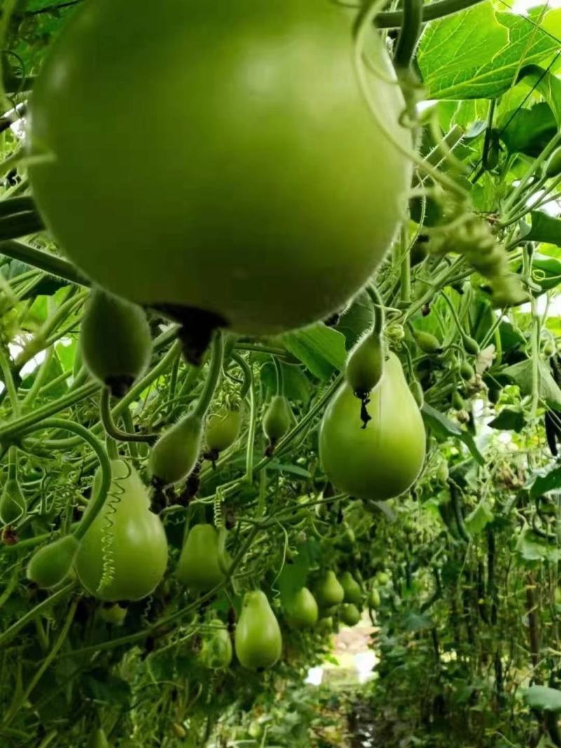 正源圆瓠瓜种子早生抗病较耐热较耐寒油青翠绿色质优味甜