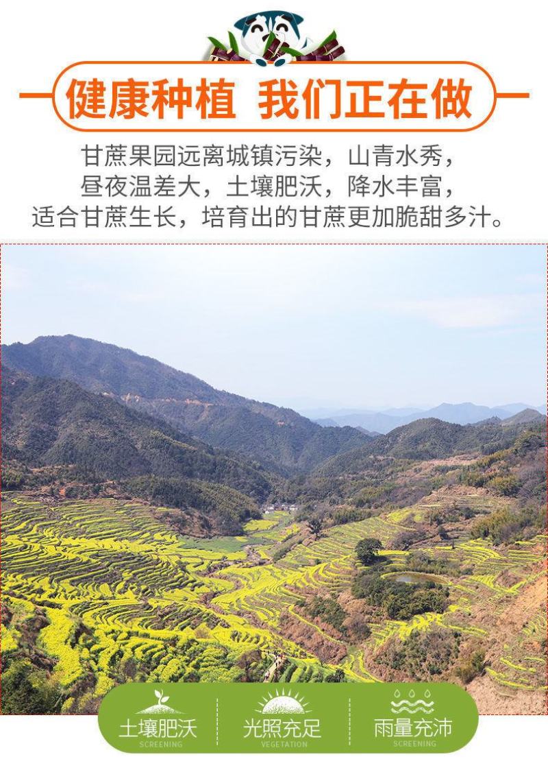 【一件代发】广西黑皮甘蔗新鲜现砍脆甜水果节长多汁整箱包邮