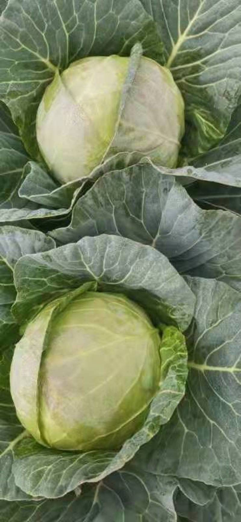 甘蓝量大优惠量大从优物有所值凉山彝族自治州