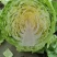 甘蓝量大优惠量大从优物有所值凉山彝族自治州