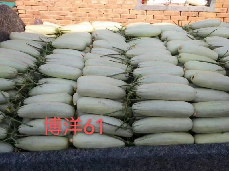 山东博洋61甜瓜博洋甜瓜博洋61