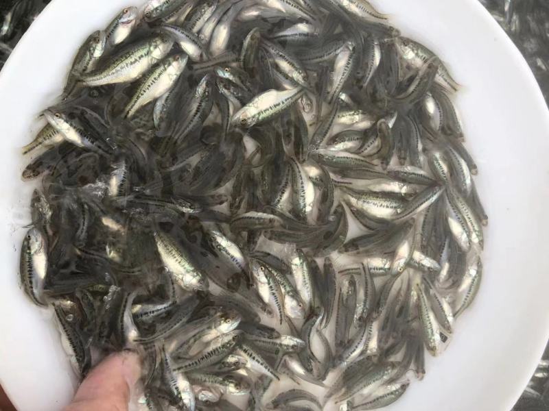 优鲈3号，加洲鲈鱼苗，完全训化食饲料，包邮到家，量大从优