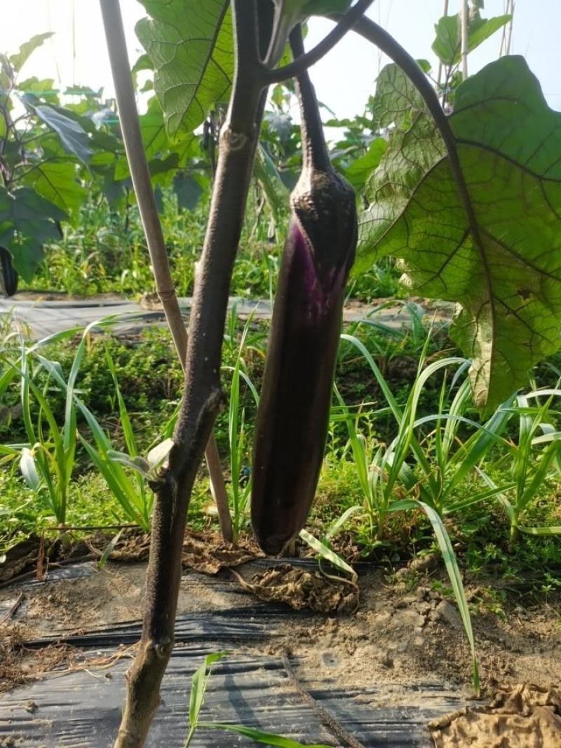 自家种植量大从尤欢迎各位老板采购。