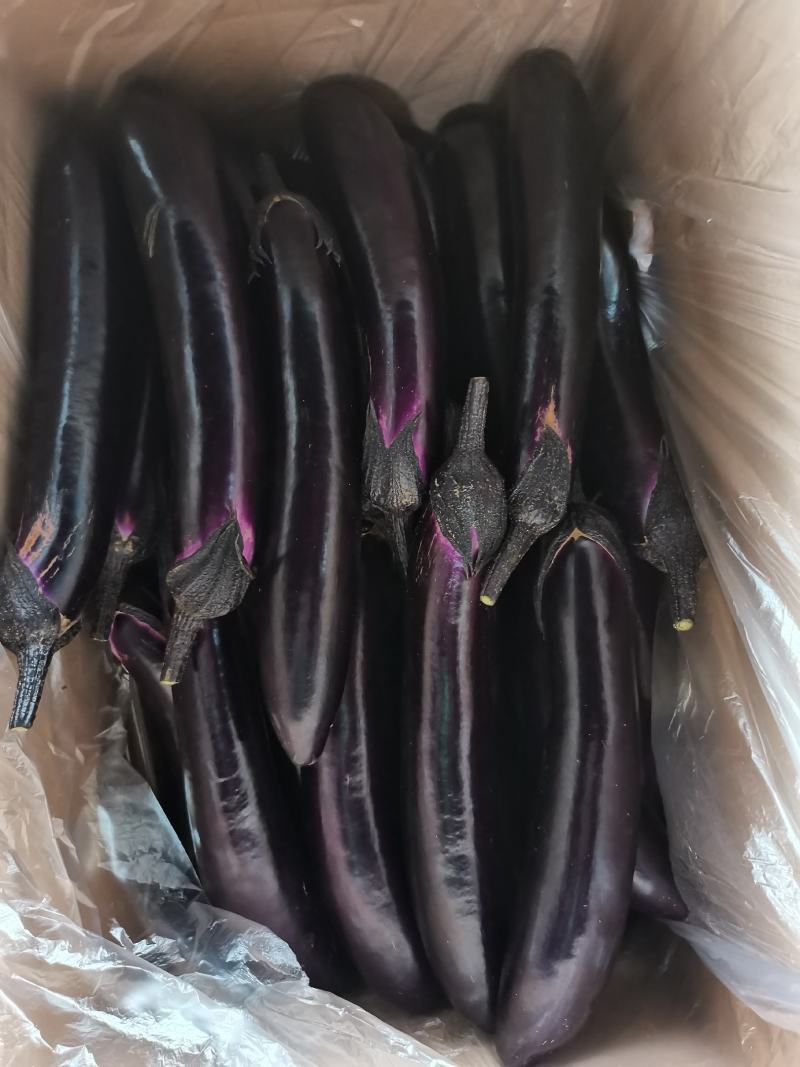 自家种植量大从尤欢迎各位老板采购。