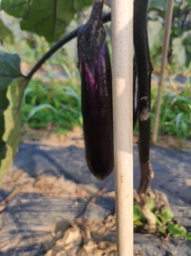 自家种植量大从尤欢迎各位老板采购。