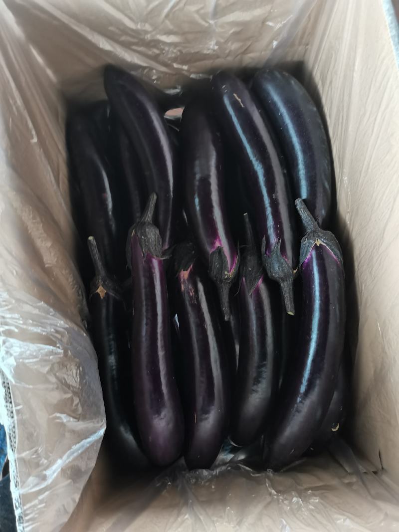 自家种植量大从尤欢迎各位老板采购。