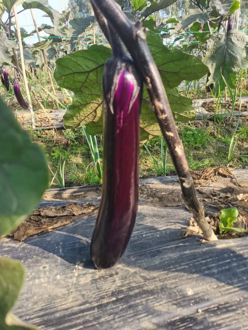 自家种植量大从尤欢迎各位老板采购。