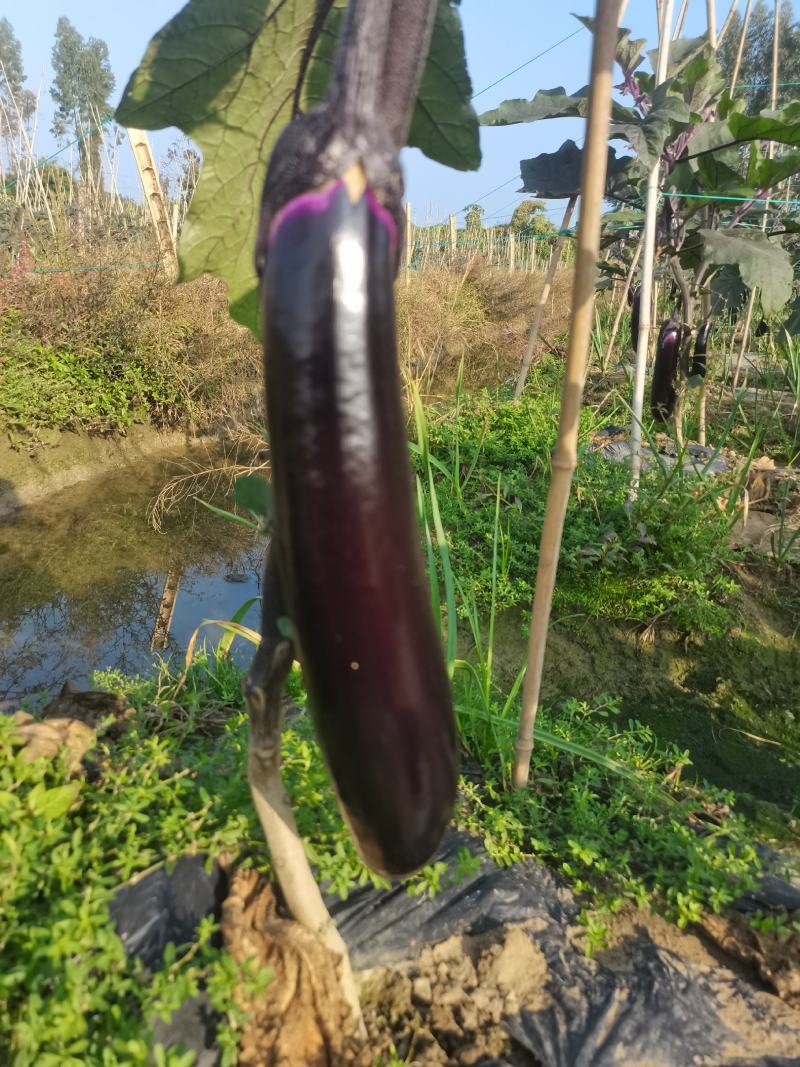 自家种植量大从尤欢迎各位老板采购。