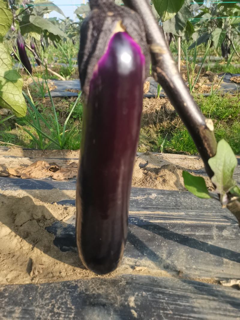自家种植量大从尤欢迎各位老板采购。