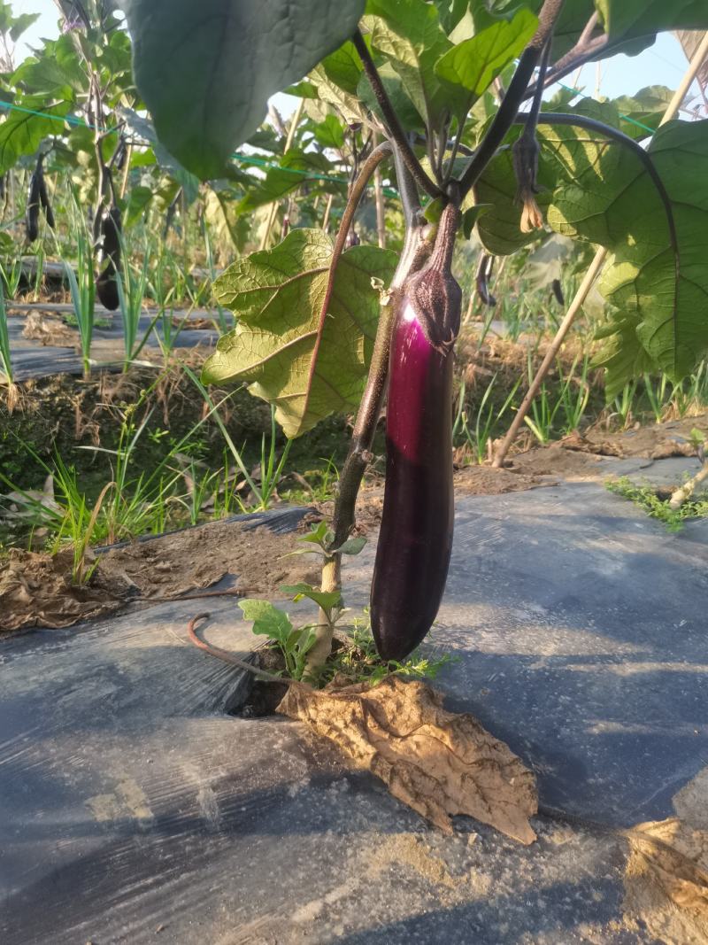 自家种植量大从尤欢迎各位老板采购。