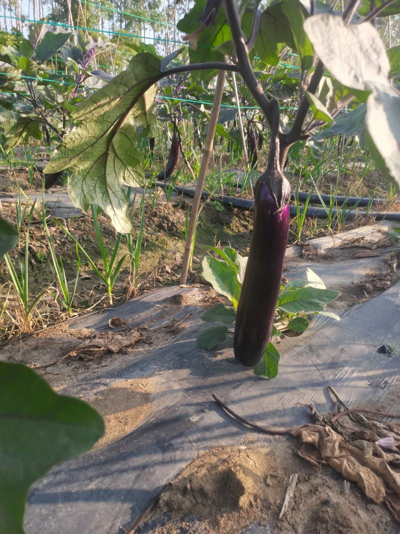 自家种植量大从尤欢迎各位老板采购。