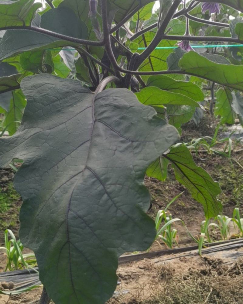 自家种植量大从尤欢迎各位老板采购。