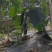 自家种植量大从尤欢迎各位老板采购。