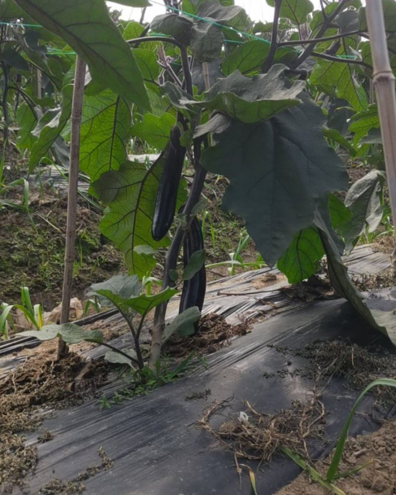 自家种植量大从尤欢迎各位老板采购。