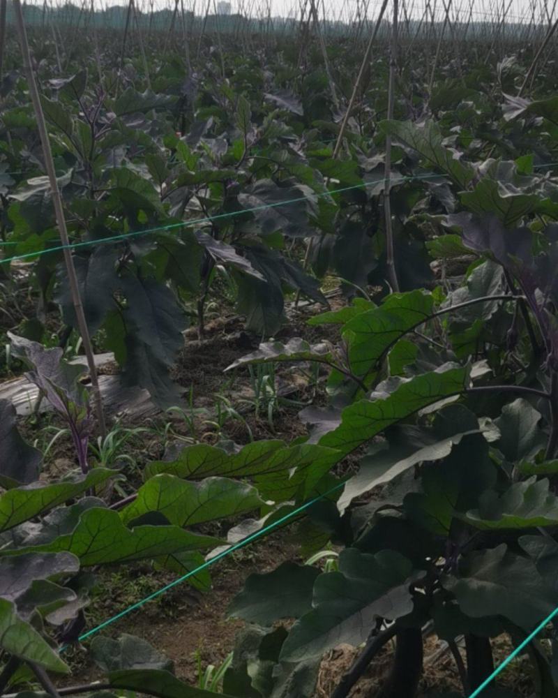 自家种植量大从尤欢迎各位老板采购。