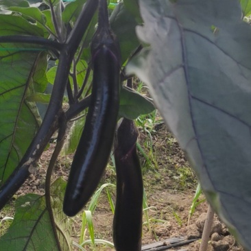 自家种植量大从尤欢迎各位老板采购。