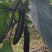 自家种植量大从尤欢迎各位老板采购。