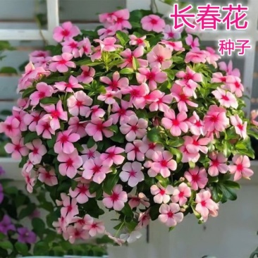 长春花种子易种种籽花期长四季开花不断易活室内室外阳台盆栽