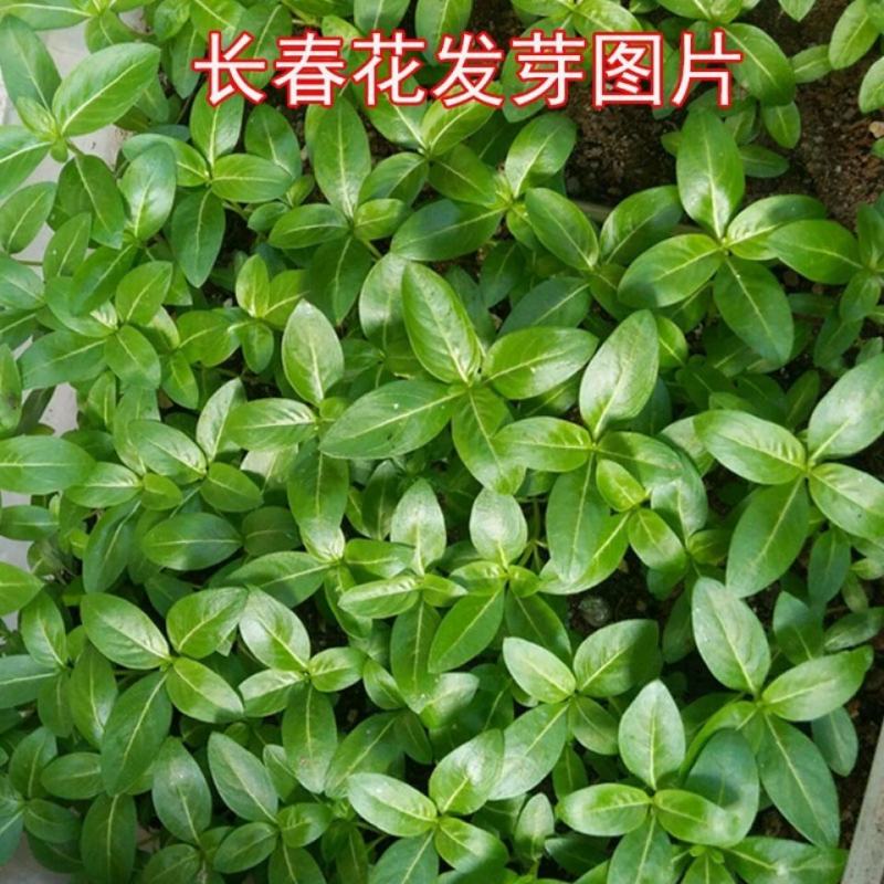 长春花种子易种种籽花期长四季开花不断易活室内室外阳台盆栽