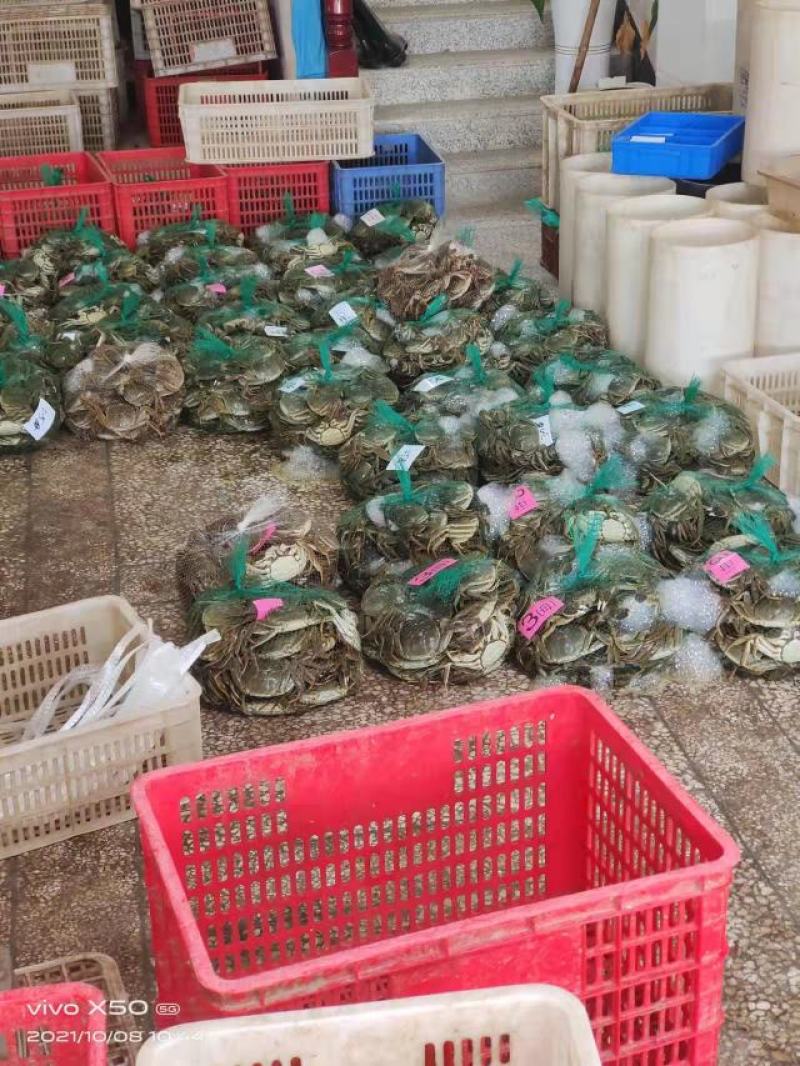 螃蟹湖北精品大闸蟹规格可选一手货源全国发货可混批