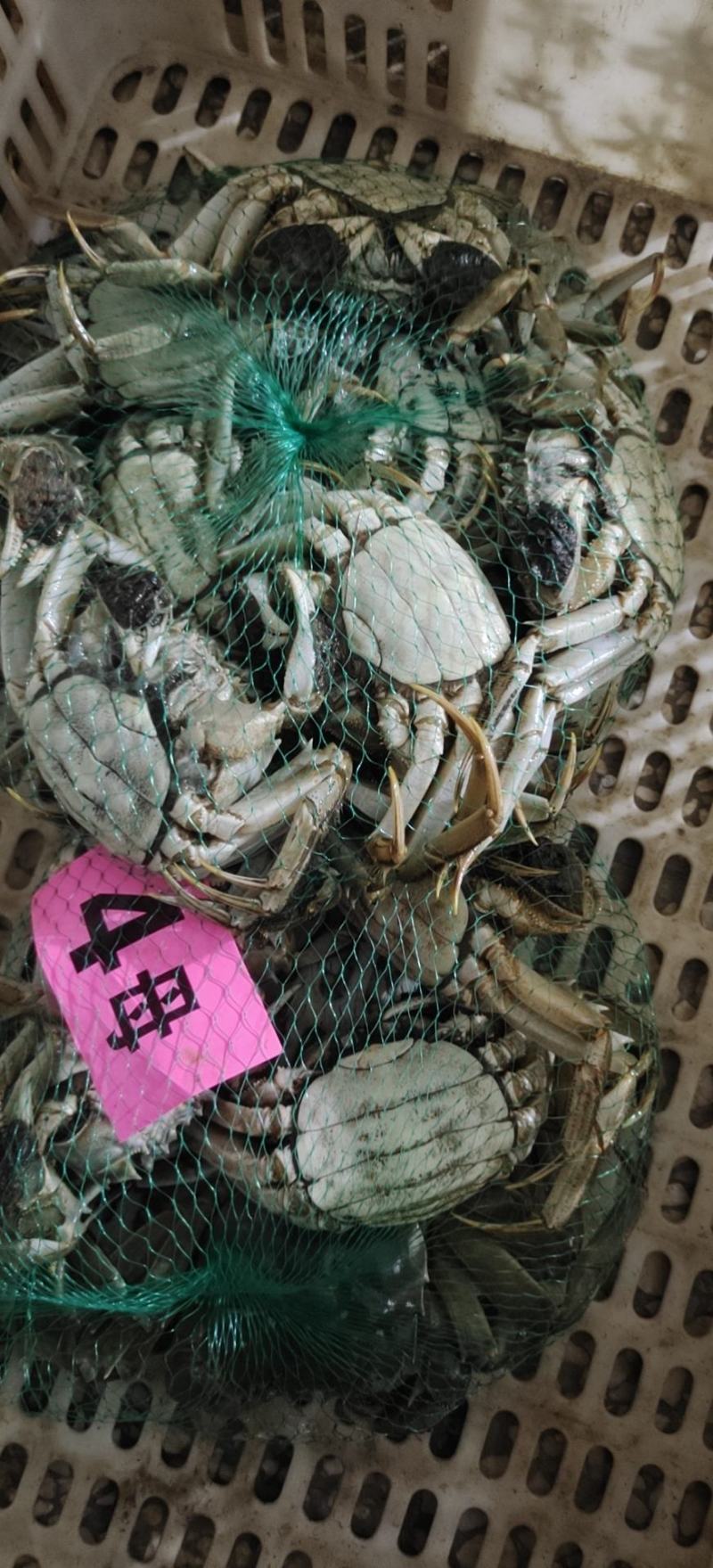 螃蟹湖北精品大闸蟹规格可选一手货源全国发货可混批