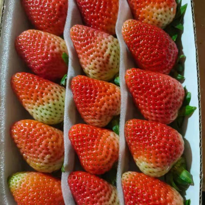 夏季草莓云南草莓基地口感酸甜个头饱满产地直发