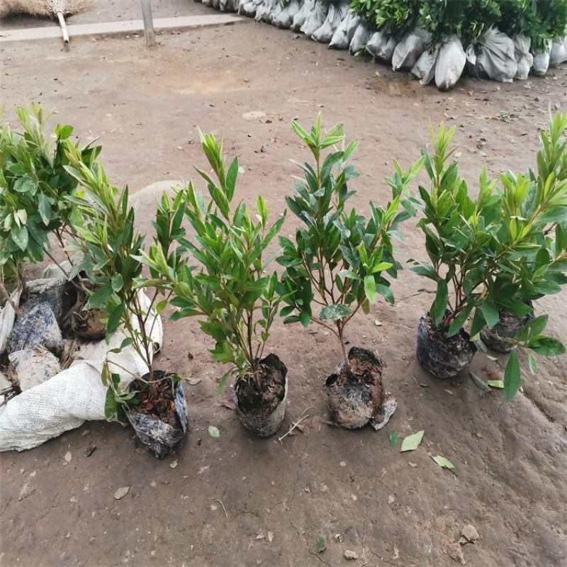 50公分大叶栀子花四季常青植物色块拼接地被搭配