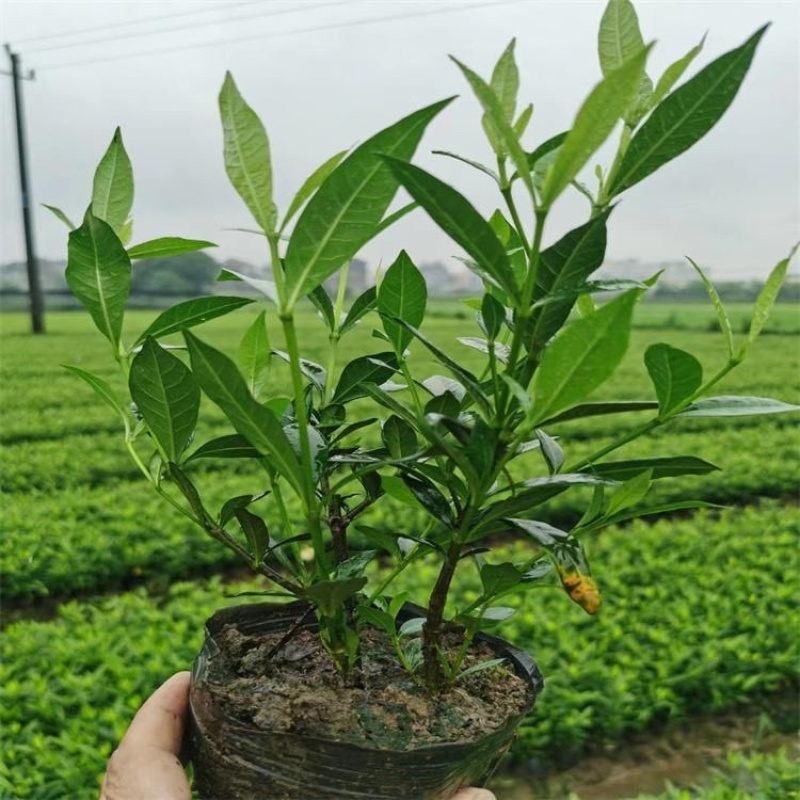 50公分大叶栀子花四季常青植物色块拼接地被搭配
